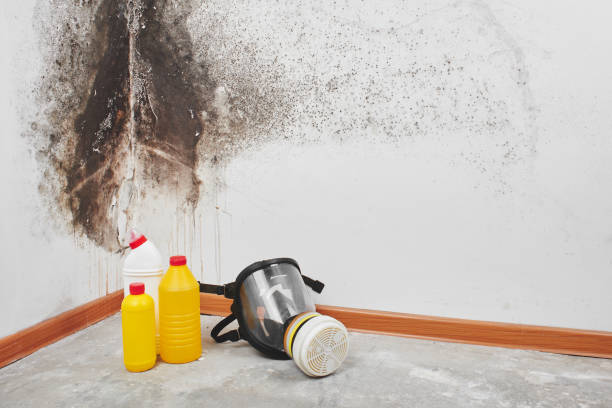 Best Mold Testing and Inspection Services in Shenandoah, PA