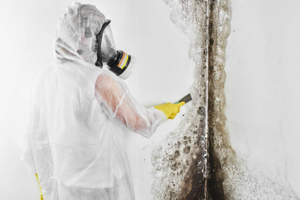 Best Black Mold Remediation in Shenandoah, PA