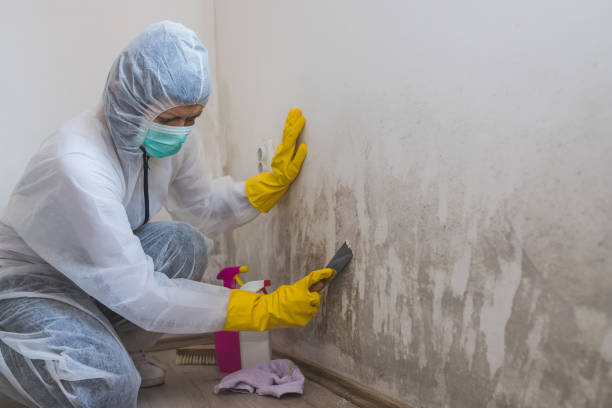 Best Attic Mold Remediation in Shenandoah, PA