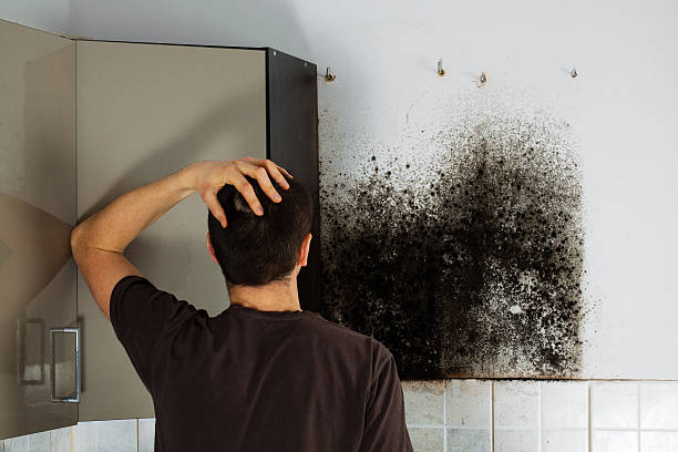 Best HVAC Mold Remediation in Shenandoah, PA