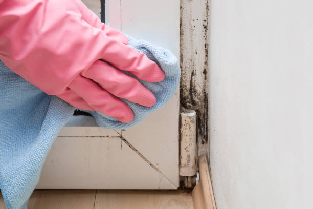 Best Crawl Space Mold Remediation in Shenandoah, PA